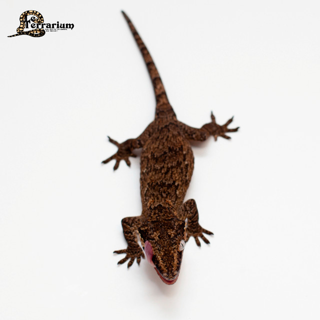 Gecko gargouille - Réticulé - Femelle dans Reptiles et amphibiens à adopter  à Ville de Québec - Image 3