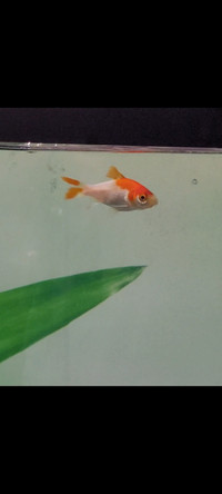 Free - small red/white comet goldfish