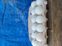 Fertile duck's eggs