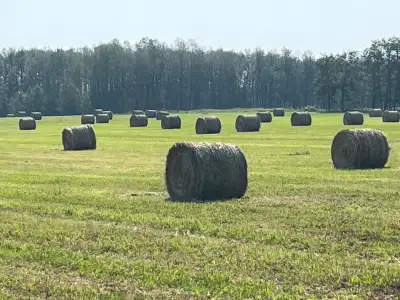 Grass hay, View more