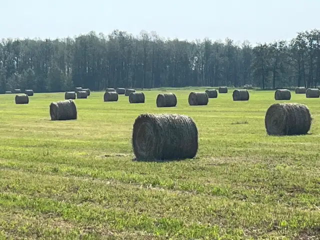 Grass hay in Livestock in Red Deer - Image 3