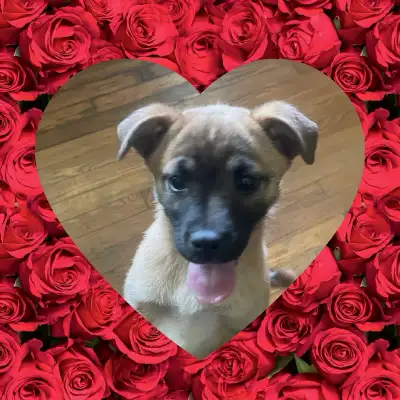 Meet your New Best Friend, View more