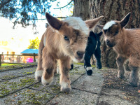 Gorgeous Nigerian Goat Kids!