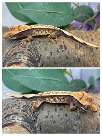 Baby Crested Gecko 