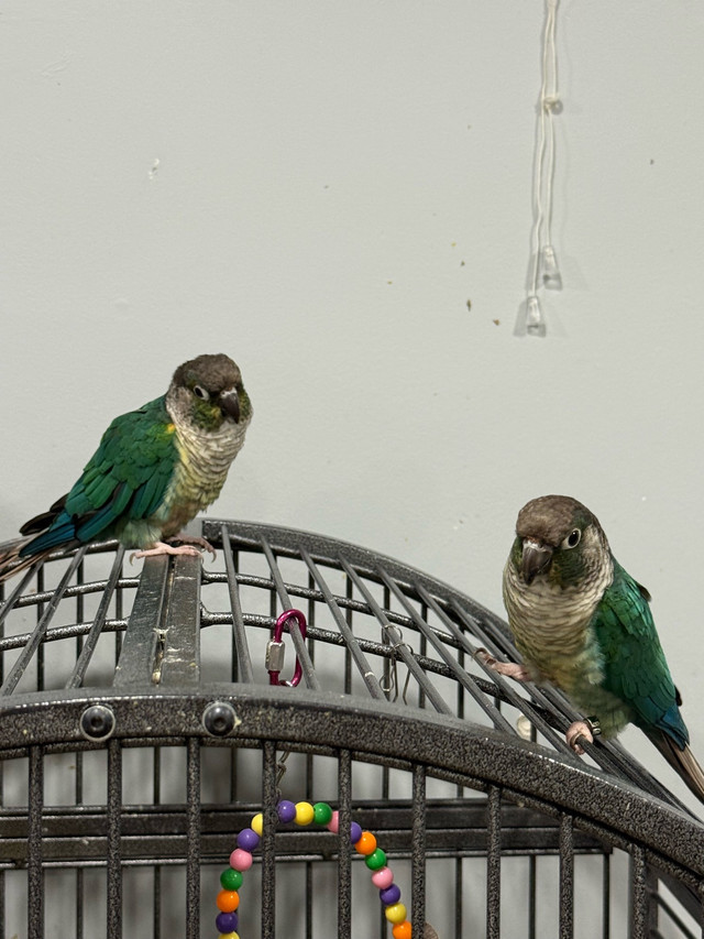 Looking to rehome 4 conure 1 pair, 1 male and 1 female in Birds for Rehoming in Mississauga / Peel Region - Image 2