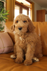 F1B midsize Bernedoodle puppies 