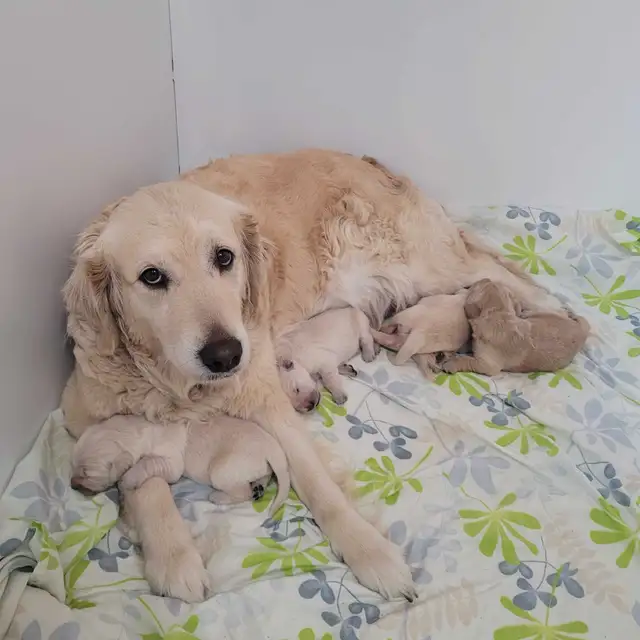chiot golden retriever pure race in Dogs & Puppies for Rehoming in West Island - Image 5