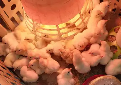 giant Cornish chicks, View more