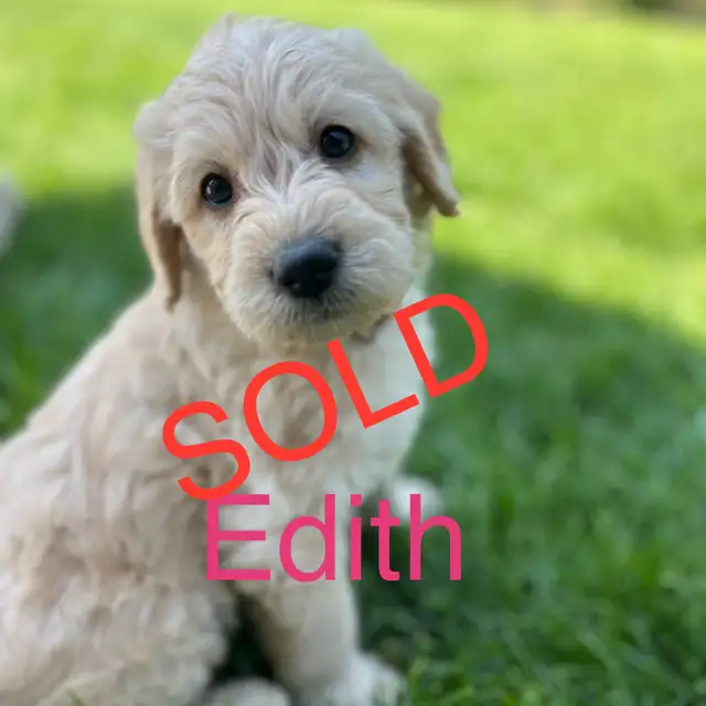 Labradoodle Puppies in Dogs & Puppies for Rehoming in Winnipeg - Image 4