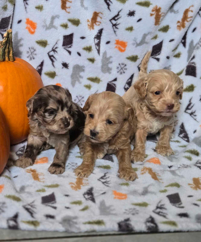 Cockapoos minis dans Chiens et chiots à adopter  à Ville de Montréal