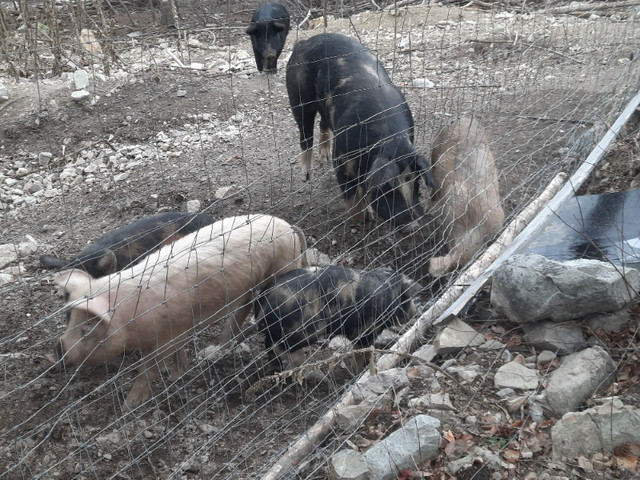 Pigs for sale or trade dans Animaux de ferme  à Vernon - Image 2
