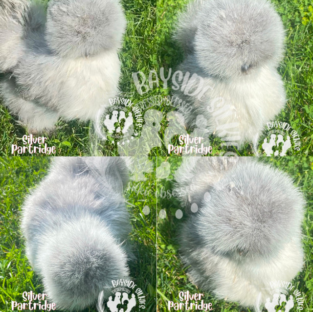 Fluffy Little Silkie Chickens Chicks (purebred) in Livestock in Barrie