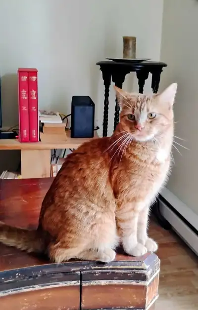 chat à donner 2ans vacciné, opéré , View more