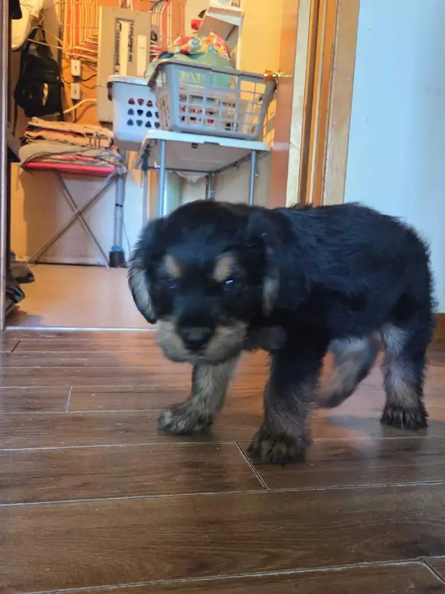 Rottweiler in Dogs & Puppies for Rehoming in Owen Sound - Image 3
