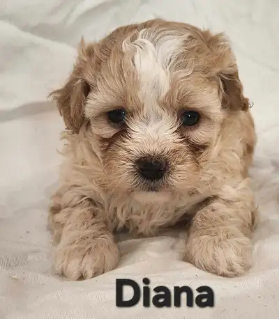 These puppies will be ready for their forever home on May 7th. They will have had their first vacati...