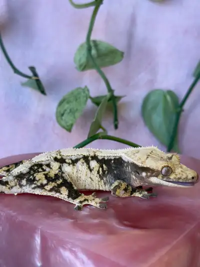 Crested Gecko, View more