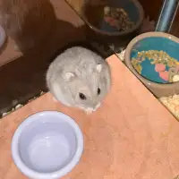 Free Hamster + Enclosure