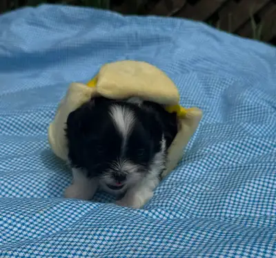 5 Beautiful Canadian Kennel Club Registered Shih Tzu Puppies, View more