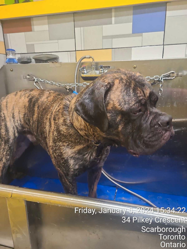 Dog grooming in Scarborough  in Animal & Pet Services in City of Toronto - Image 2