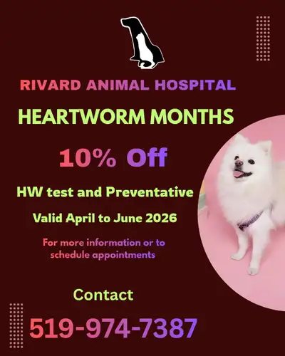 Heartworm Month Vet for Pet in Windsor, View more