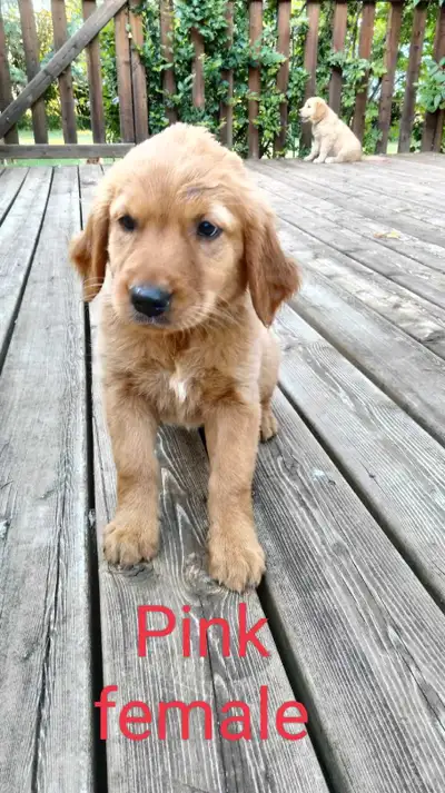 We have 3 puppies left. 2 females, 1 male. They were born on May 10, ready to go now (since July 5)...