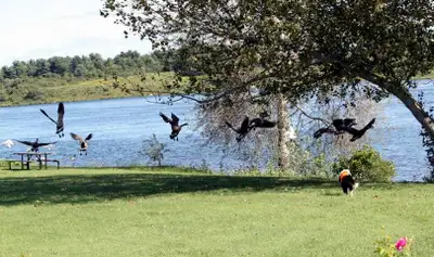 Dog Handler - Wildlife Technician, View more