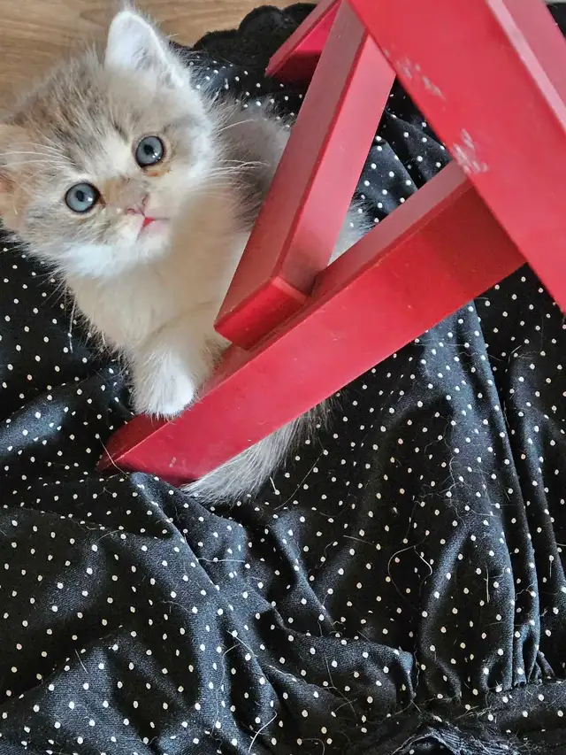 Scottish and British Shorthair Kittens in Cats & Kittens for Rehoming in City of Toronto - Image 3