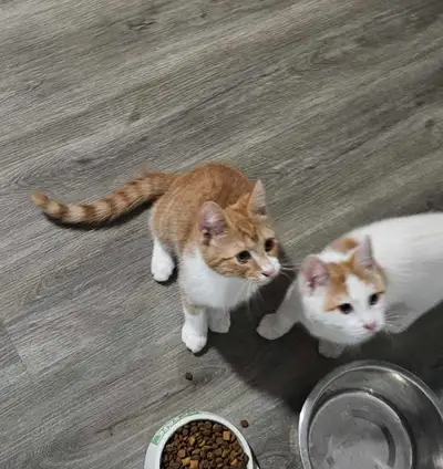 2 Kittens to a good home, View more