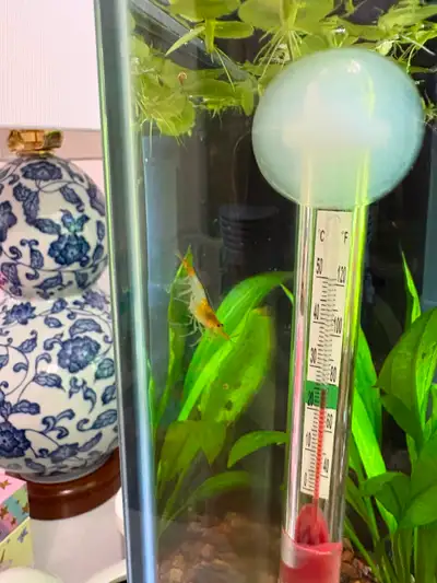 Orange Rili Shrimp – Healthy Neocaridina juveniles, View more