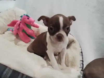 THE SWEETEST SMALL RED BOSTON TERRIER GIRL PUPPIES, View more