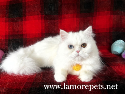 A Rare Beautiful PureBred White Persian Kitten , Only 1 left