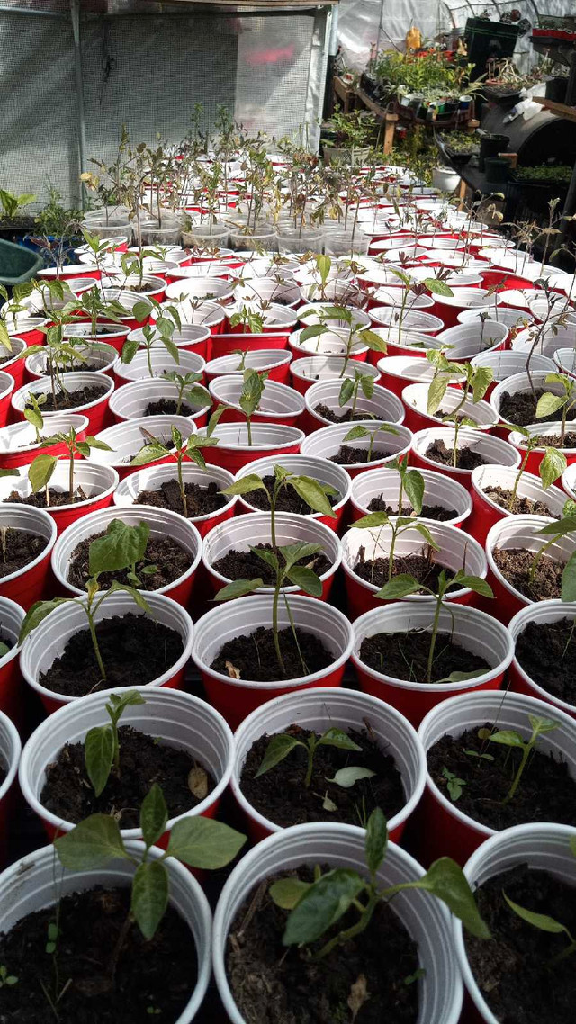 Hepworth plant stand  in Plants, Fertilizer & Soil in Owen Sound - Image 4