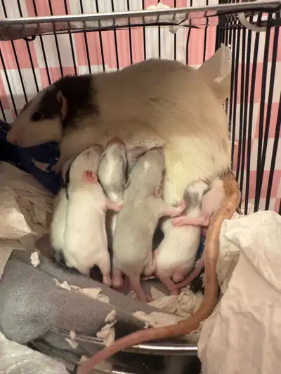 FREE baby rats, View more
