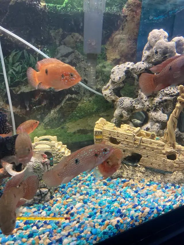 African Cichlids  in Fish for Rehoming in City of Toronto - Image 4
