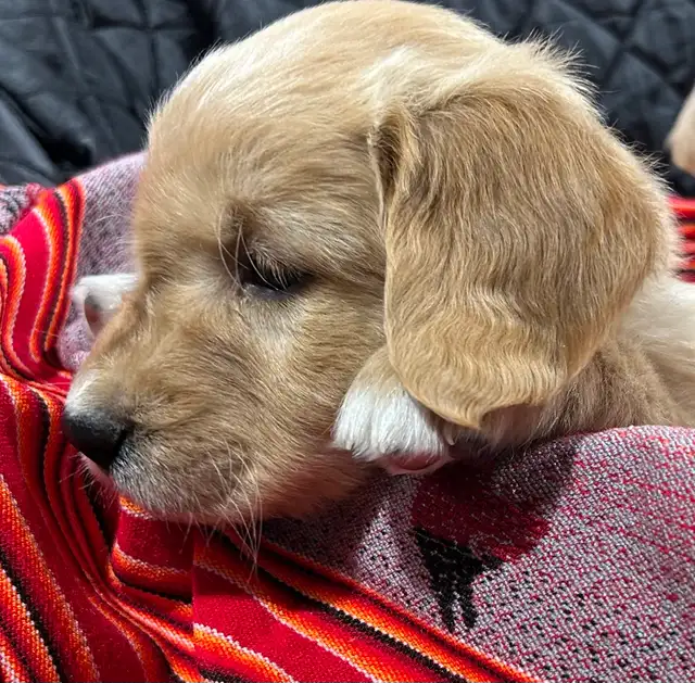 Purebred Golden Retriever Puppies in Dogs & Puppies for Rehoming in Chilliwack - Image 7