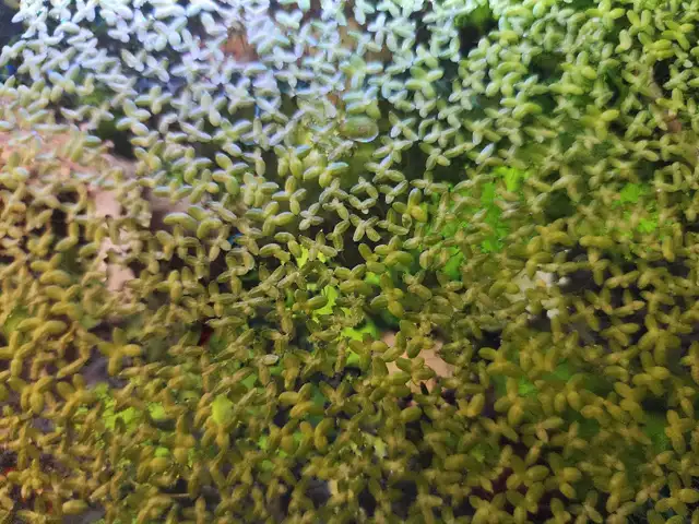 Floating aquarium plants combo-  2 types for $5 in Fish for Rehoming in Oakville / Halton Region - Image 4