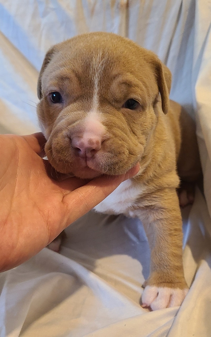 Pocket American Bulldogs ONLY 1 LEFT Dogs & Puppies for Rehoming
