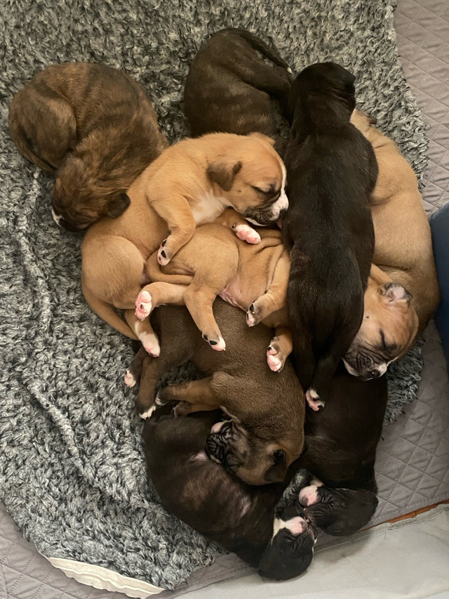 Argentino X Corso Puppies Have Arrived!!!!! in Dogs & Puppies for Rehoming in Barrie - Image 2