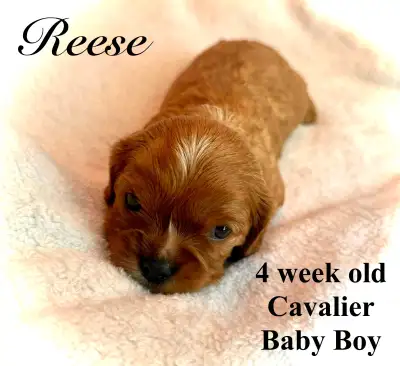 Cavalier King Charles Spaniel Puppy, View more