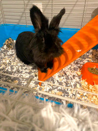 Hope into happiness adorable Bunny and accessories rehoming
