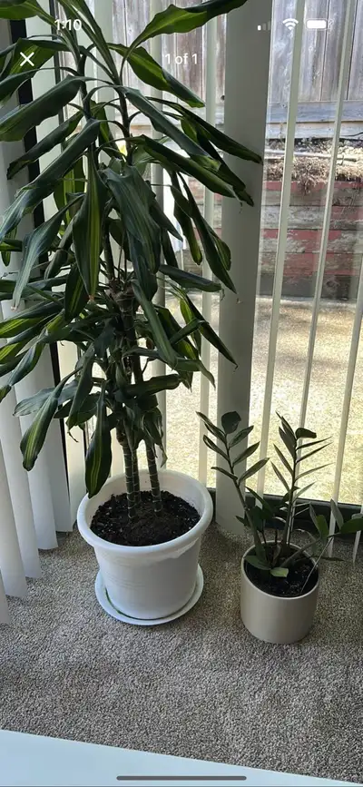 Plants trees, View more