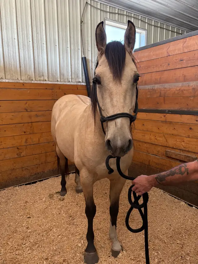 buckskin mare in Horses & Ponies for Rehoming in Edmonton - Image 6