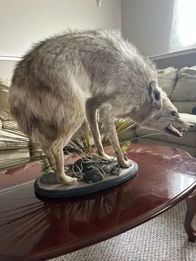 The photo shows a coyote taxidermy mount crafted in a realistic style. The animal is depicted in an...