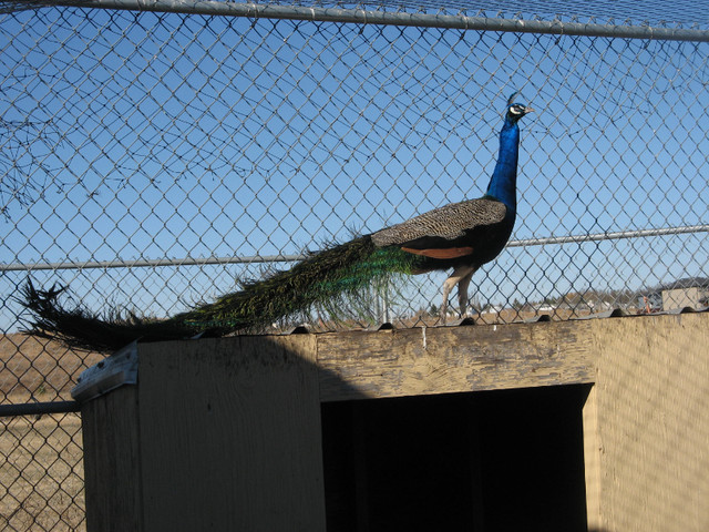 Male Peacock in Birds for Rehoming in Edmonton - Image 2