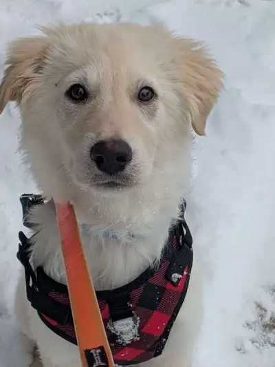 Golden Retreiver Puppy , View more