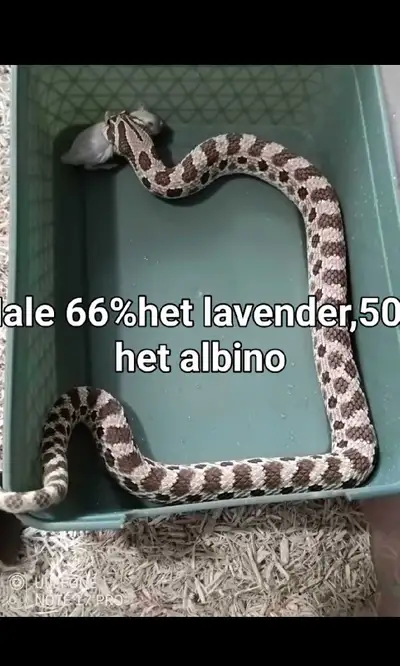 Western Hognose 1.0 ,022,60%het lavender 50% het albino, View more