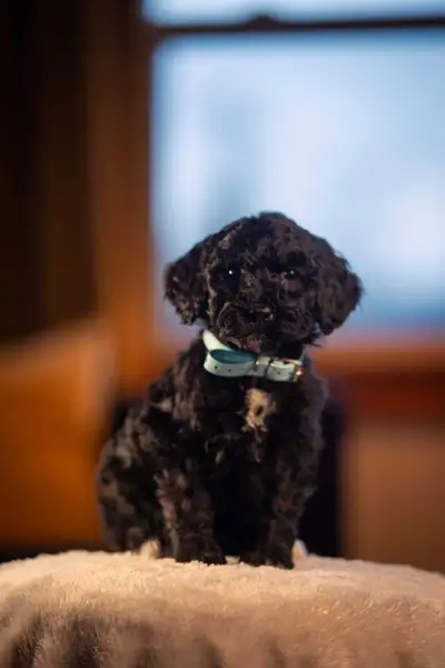 F1B small Bernedoodle puppies, View more