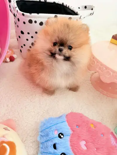 We have tiny teddy bear pomeranians. They are super tiny and affectionate. They love other animals a...