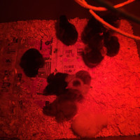 Variety of chicks 
