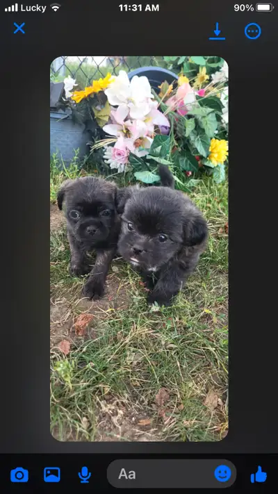 French bulldog  Shih Tzu puppies very Small, View more